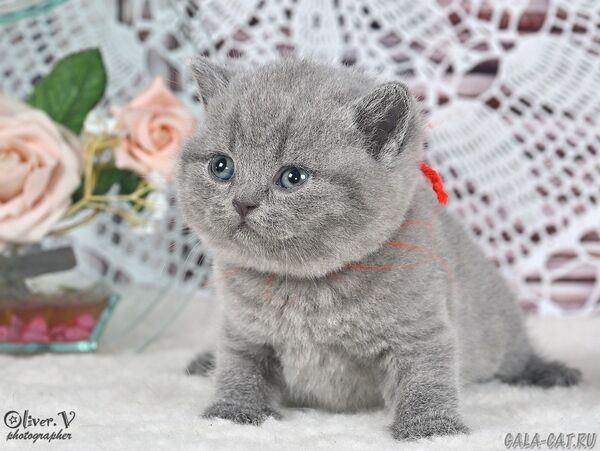 Кошка Ясмин в возрасте 1 месяц, рожд. 3/7/2026 (1) британский котёнок
