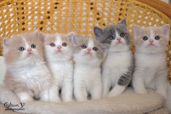 британские котята