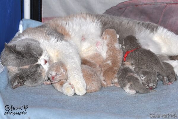 британская кошка с котятами