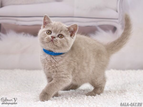 Бальзак в возрасте 2 месяца британский котёнок