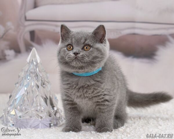 Батлер в возрасте 2 месяца британский котёнок