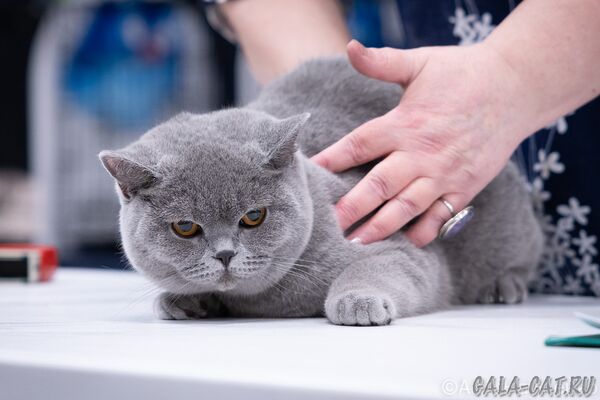 выставка кошек