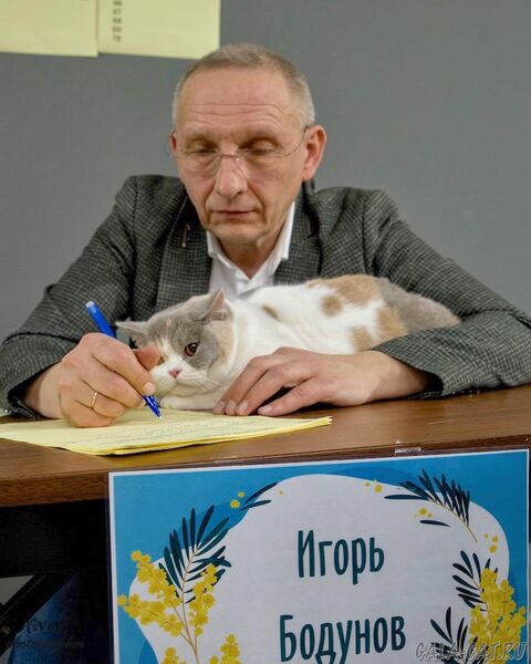 выставка кошек 2026