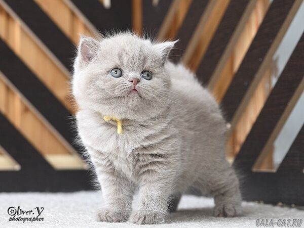 британский котёнок