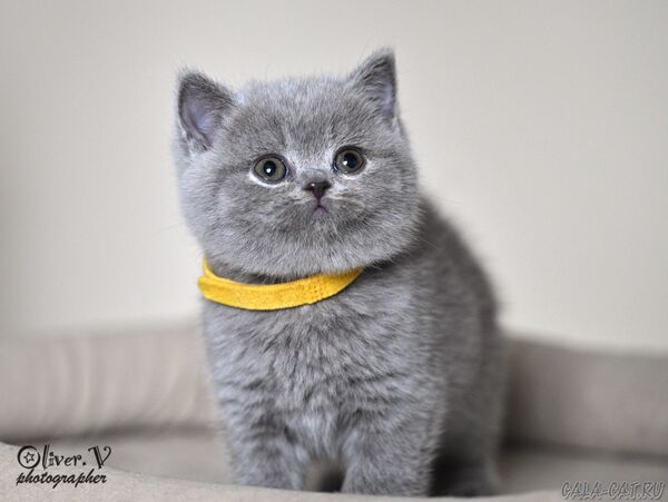 Кошка Настасья - 7 недель (1) британский котёнок