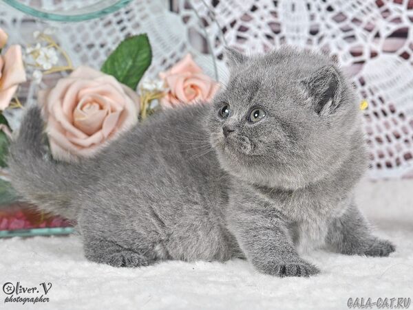 Кошка Яна в возрасте 1 месяц, рожд. 3/7/2026 (1) британский котёнок