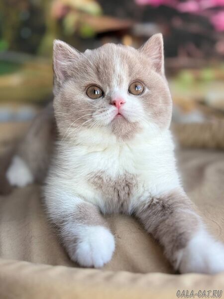 британский котёнок