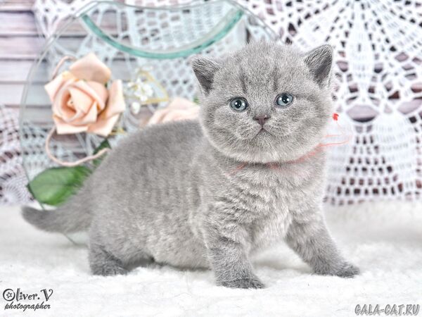 Кошка Ясмин в возрасте 1 месяц, рожд. 3/7/2026 (2) британский котёнок