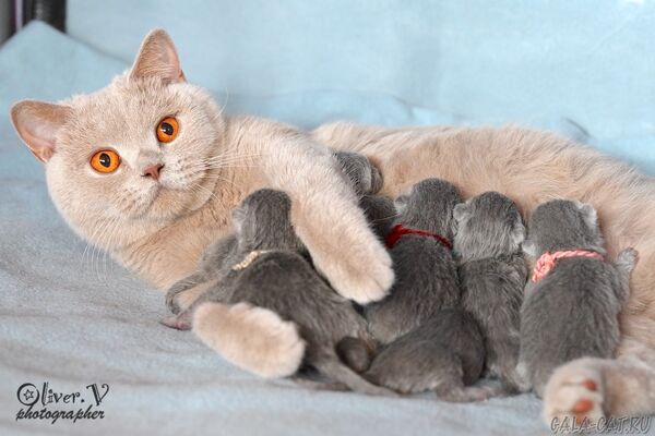 Британская кошка с котятами
