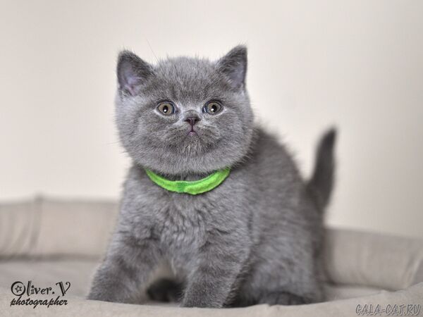 Кот Нильс, 7 недель (2) британский котёнок