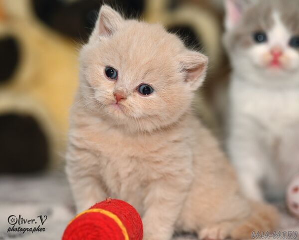 британский котёнок