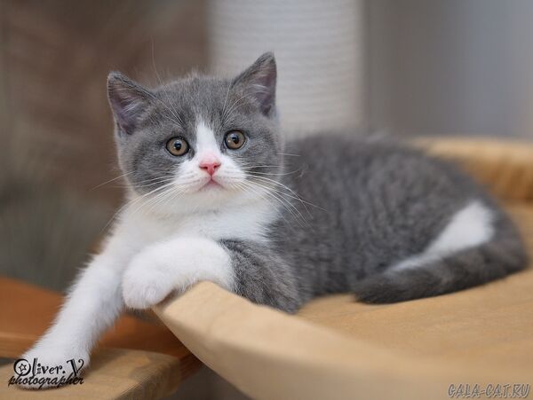 британский котёнок
