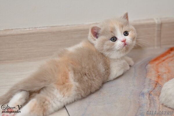 Кошка Скарлетт в возрасте 1 месяц (2) британский котёнок