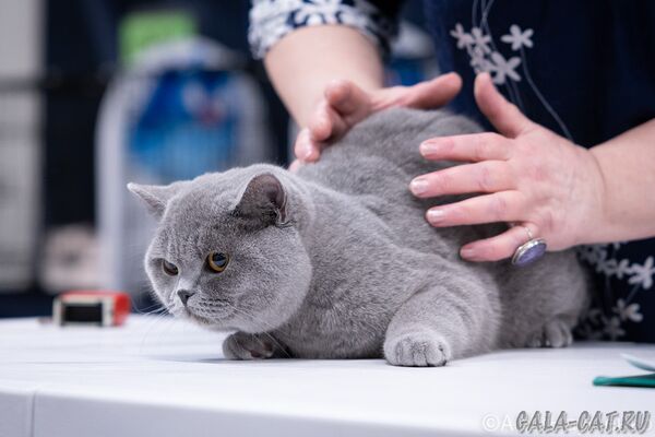 выставка кошек
