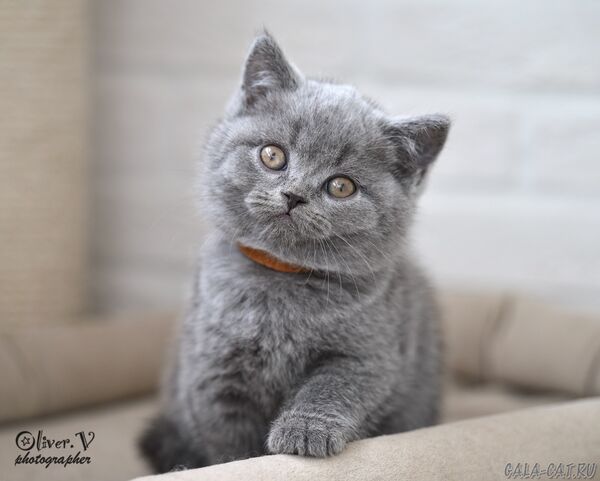 Кот Никсон, 7 недель (1) британский котёнок