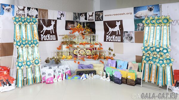 Выставка Призы и подарки на выставке кошек