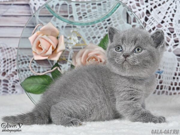 Кот Ясон в возрасте 1 месяц, рожд. 3/7/2026 (1) британский котёнок