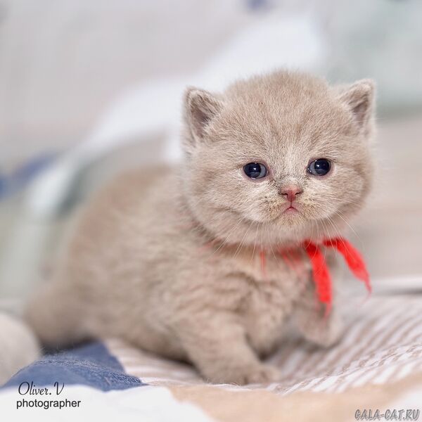 Кошка Веселина, рожд. Дашей 16/11/2025 британский котёнок