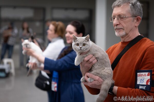 выставка кошек