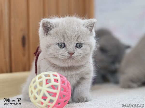 британский котёнок
