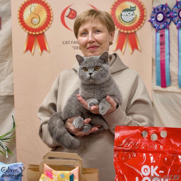 выставка кошек