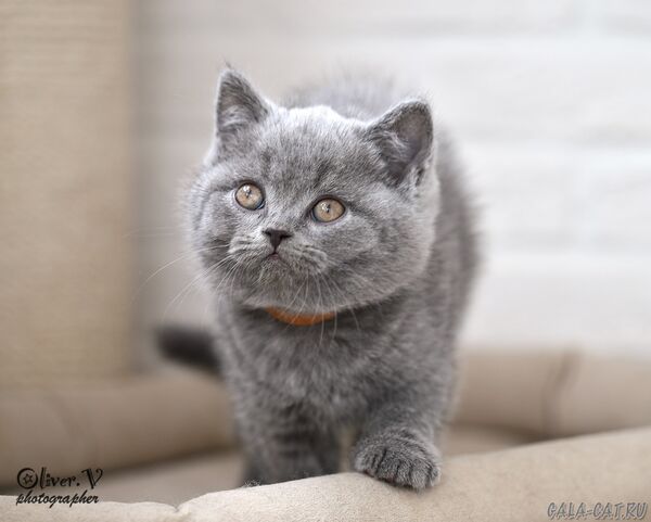 Кот Никсон, 7 недель (2) британский котёнок