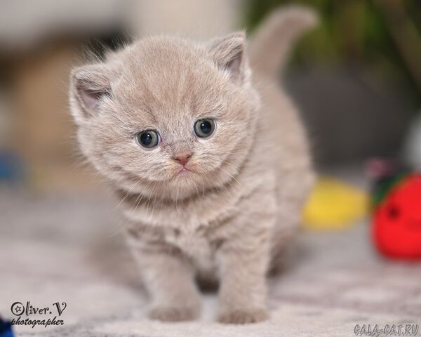 британский котёнок