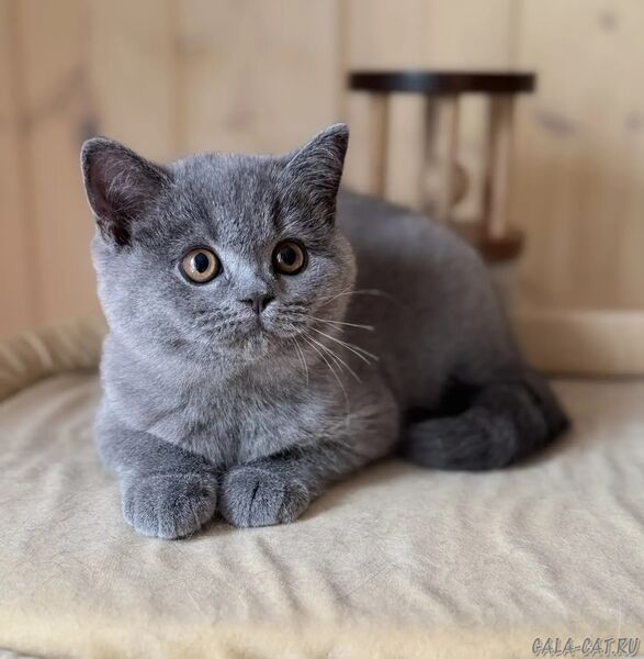 дочь Ники (1) британский котёнок