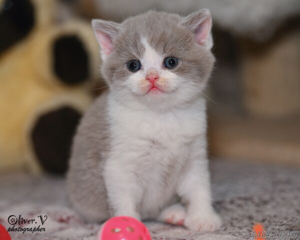 британский котёнок