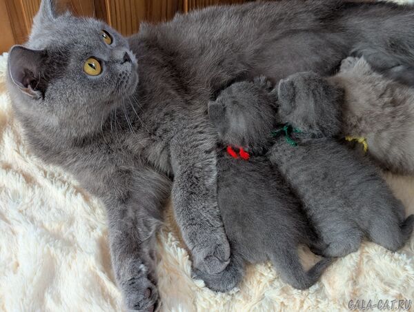 британские котята с мамой-кошкой