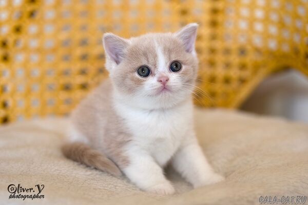 британский котёнок