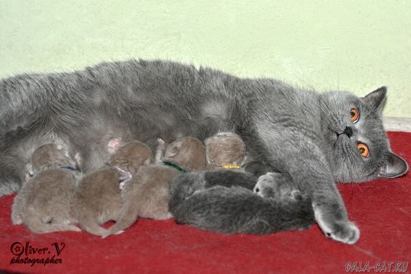 британская кошка с котятами