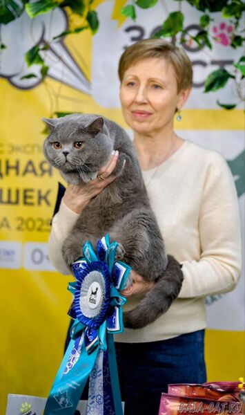 британский кот