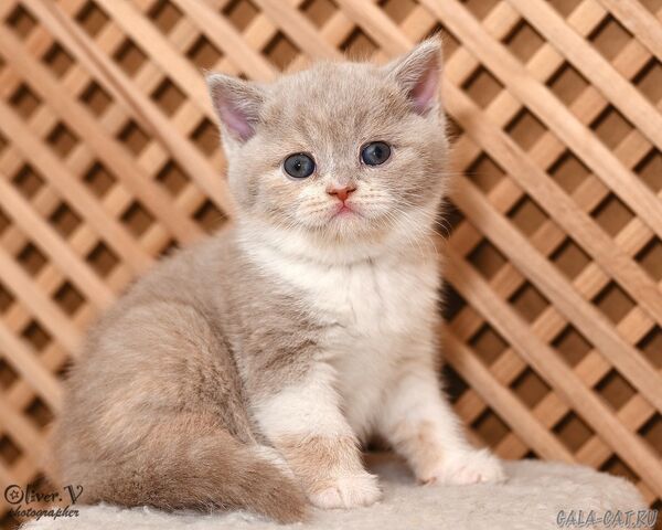 Кошка Сюзанна в возрасте 1 месяц (2) британский котёнок