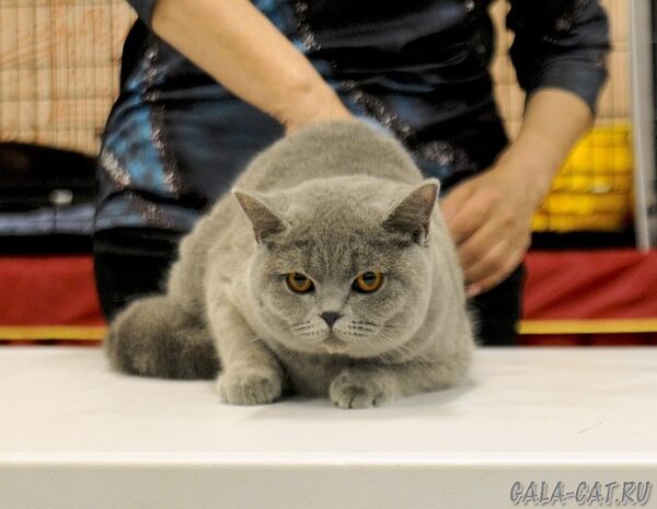 выставка кошек