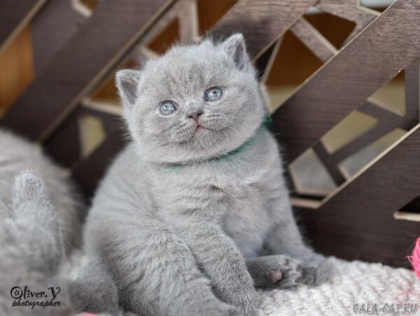 британский котёнок