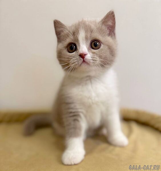 британский котёнок