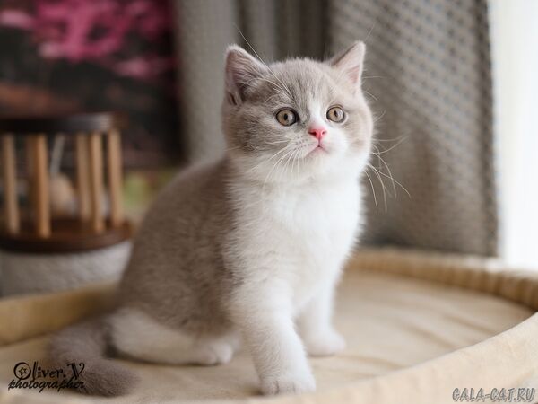 британский котёнок