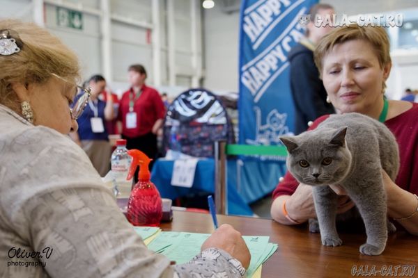голубая британская кошка на Winter Cat Show 2022