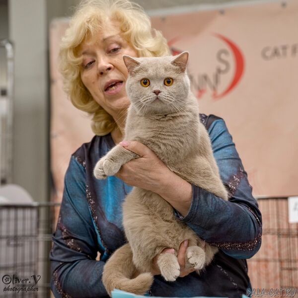 выставка кошек