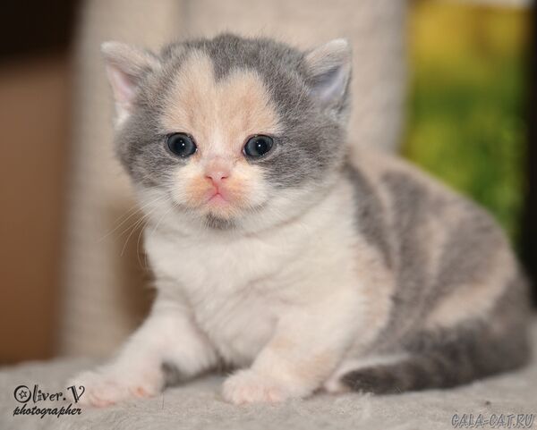 британский котёнок