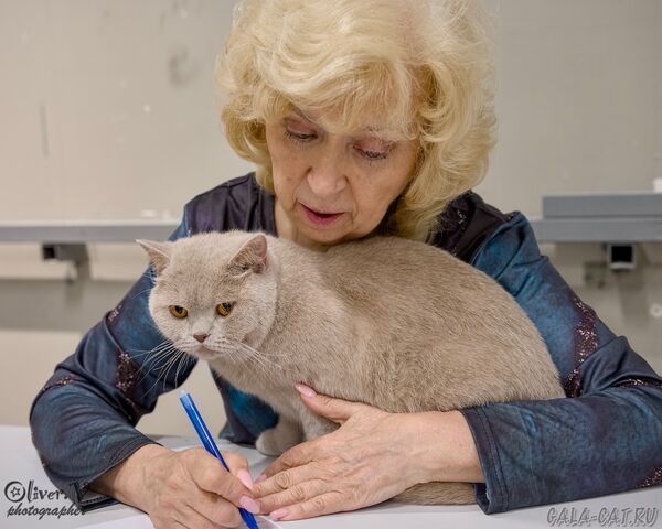 выставка кошек