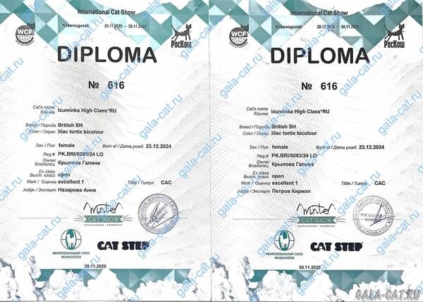 дипломы с выставки кошек