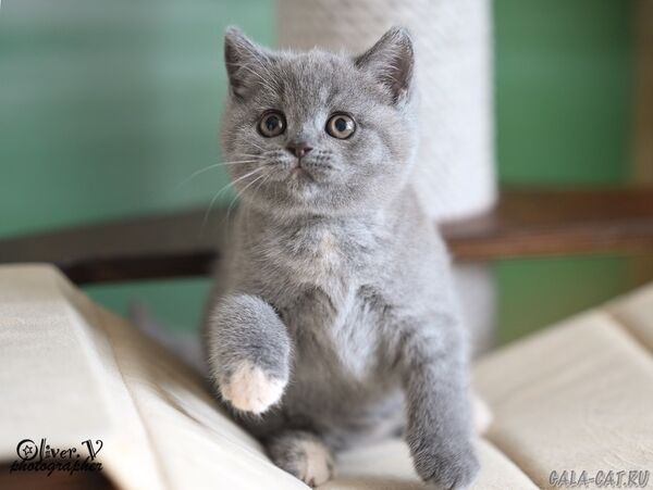 британский котёнок