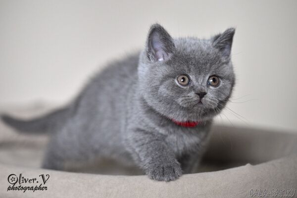 Кошка Невада, 7 недель (2) британский котёнок