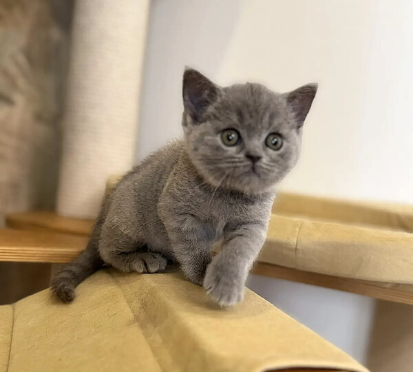 британский котёнок