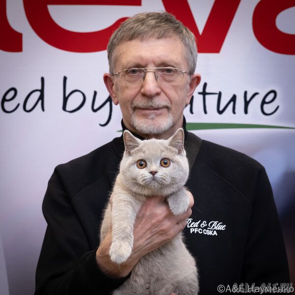 выставка кошек