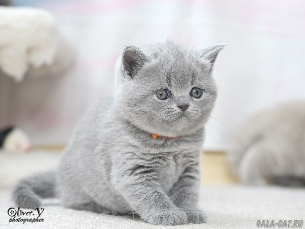 британский котёнок