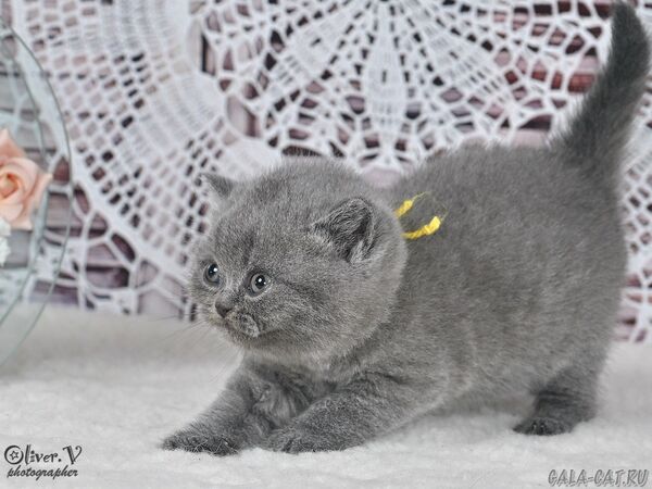 Кошка Яна в возрасте 1 месяц, рожд. 3/7/2026 (2) британский котёнок