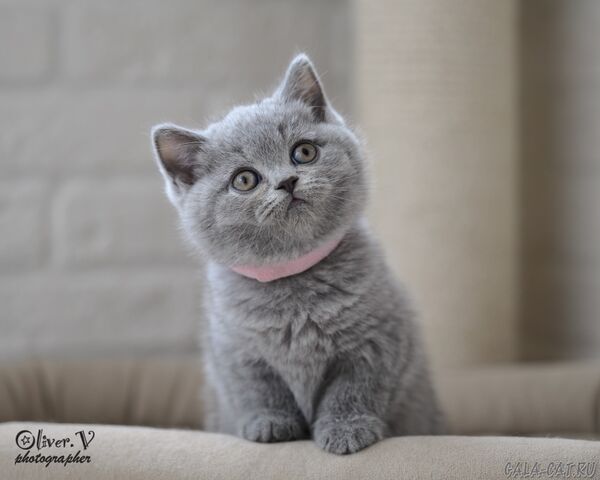 Кошка Надежда, 7 недель (1) британский котёнок